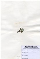 藏品(寬珊藻)的圖片